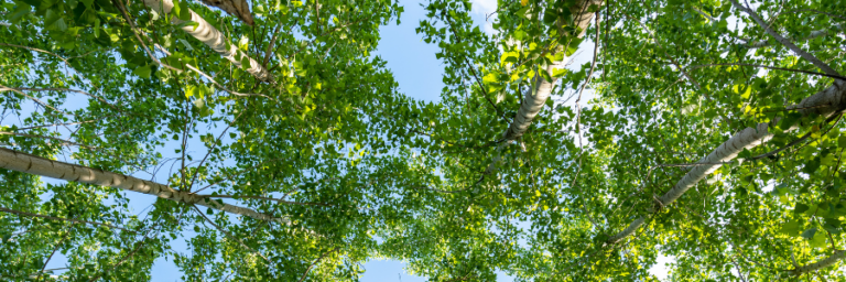 Image of a canopy of trees